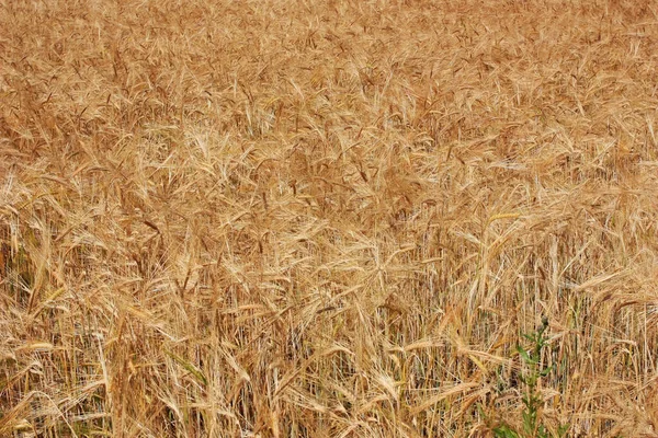 Oreilles Dorées Blé Dans Champ — Photo