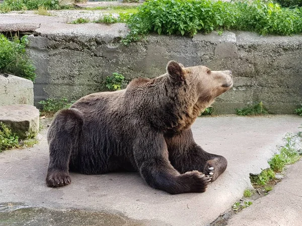 一只大棕熊坐在篱笆后面 — 图库照片