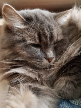 Gri tüylü kedi kanepede uyuyor.