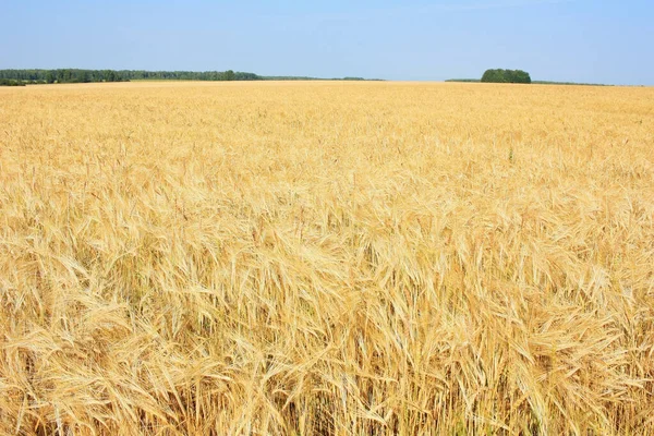 Espigas Doradas Trigo Campo — Foto de Stock