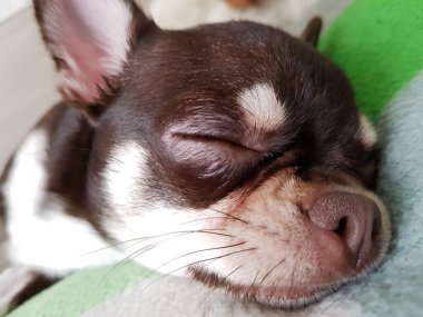 Chihuahua köpeği kanepede yatıyor.