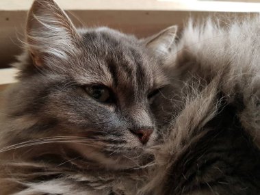 Kanepede yatan gri tüylü Sibirya kedisi