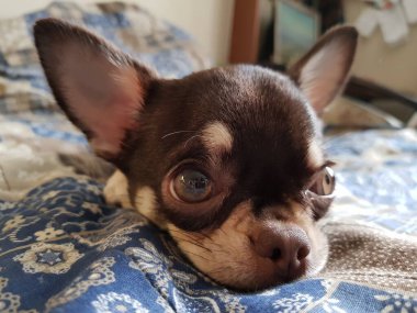 Kanepede yatan küçük bir chihuahua köpeği.