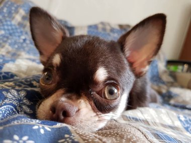 Küçük Chihuahua köpeği kanepede yatıyor.
