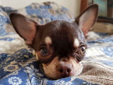 Küçük Chihuahua köpeği kanepede yatıyor.