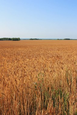 Tarlada altın buğday kulakları