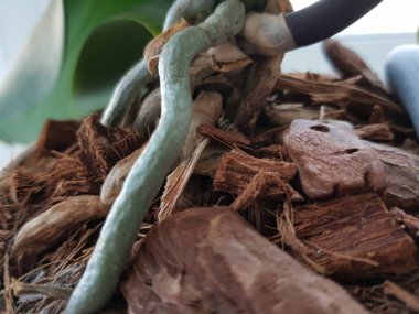 Çamurdan bir saksıda orkide kökleri