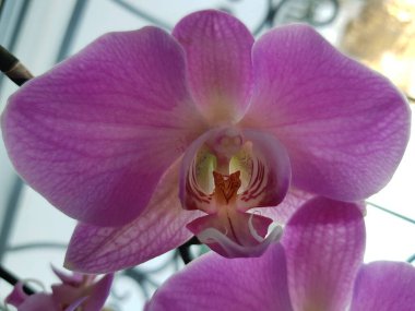 Orkide çiçeğinin narin pembe yaprakları