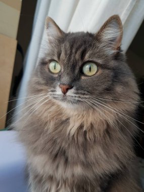 Gri kedi pencereden dışarı bakar