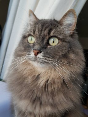 Gri kedi pencereden dışarı bakar