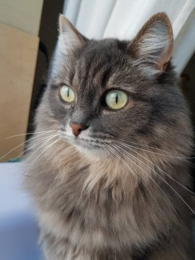 Gri kedi pencereden dışarı bakar