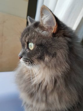 Gri kedi pencereden dışarı bakar