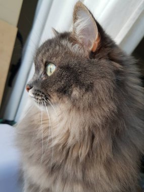 Gri kedi pencereden dışarı bakar