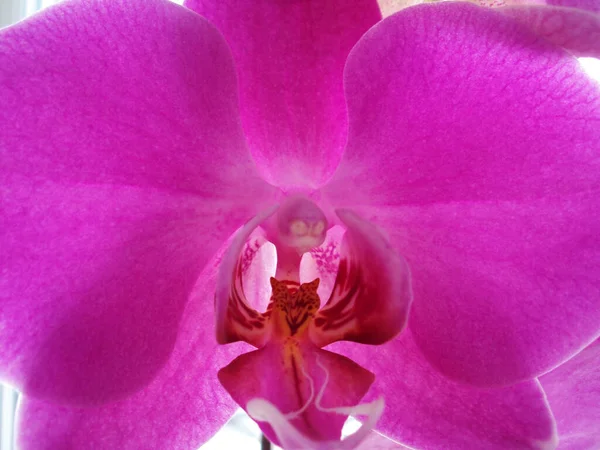 Pétalas Rosa Delicadas Orquídea Flor — Fotografia de Stock