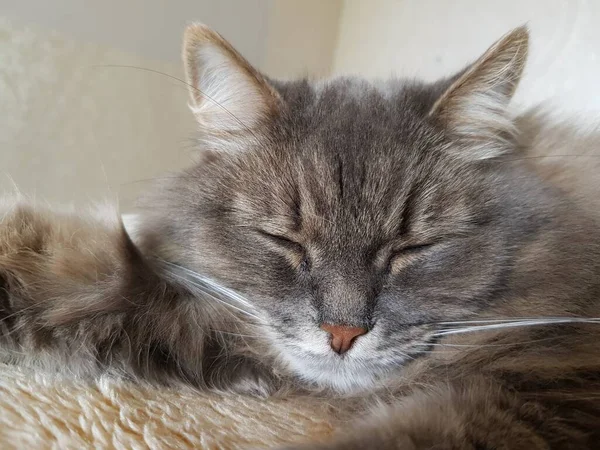 灰色西伯利亚猫睡在沙发上 — 图库照片