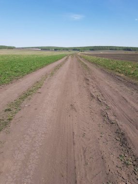 Yeşil bir tarlada toprak köy yolu