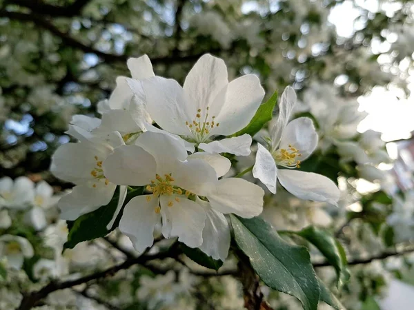 Fleurs Blanches Pommier Sur Une Branche — Photo