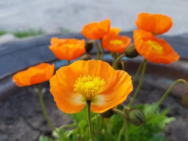 Apelsinvallmo Blommor Blomstersäng — Stockfoto