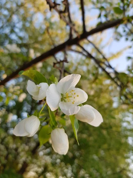 Fleurs Blanches Pommier Sur Une Branche — Photo