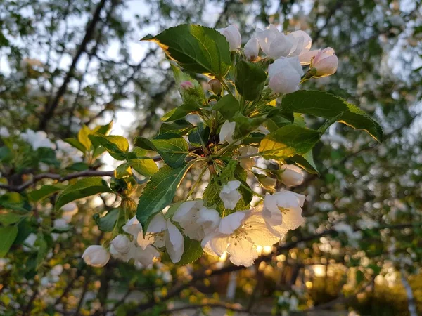 Fleurs Blanches Pommier Sur Une Branche — Photo