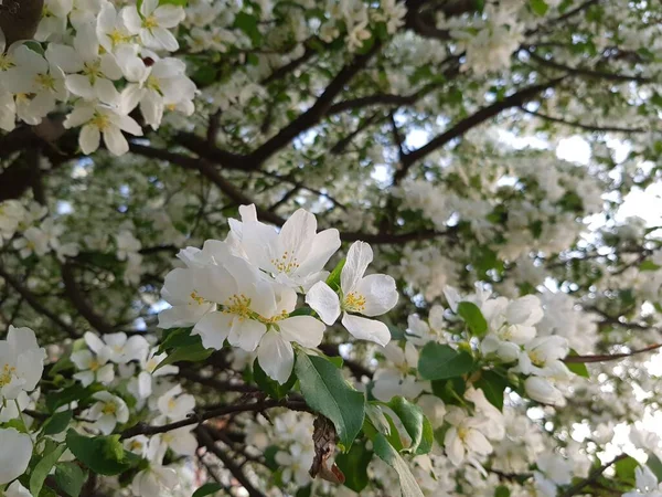 Fleurs Blanches Pommier Sur Une Branche — Photo