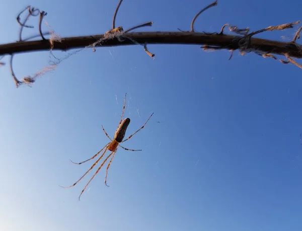 Spider Weaved Web Tree Branch — Stock Photo, Image