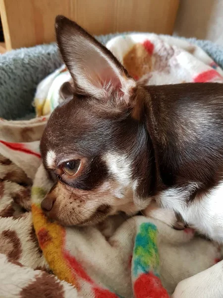 Petit Chihuahua Couché Sur Canapé — Photo