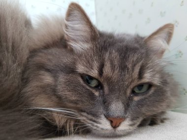 Gri tüylü kedi kanepede yatıyor.