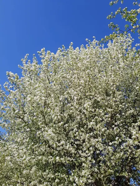 Fleurs Blanches Pomme Sur Branche — Photo