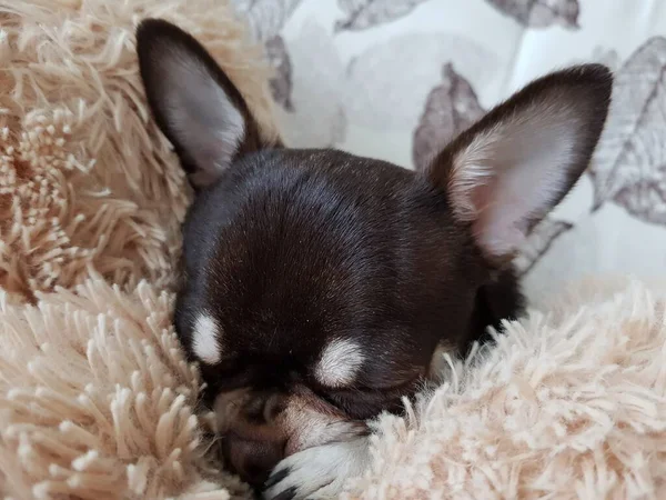 Chihuahua Köpeği Kürk Battaniyesinde Uyuyor — Stok fotoğraf