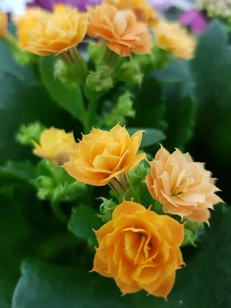 Flores Frescas Delicadas Com Pétalas Laranja — Fotografia de Stock