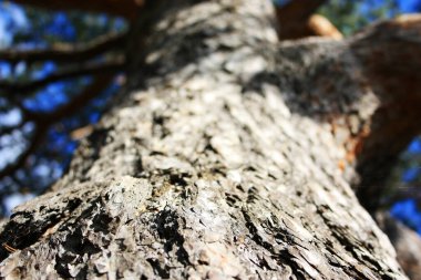 The bark on the trunk of an old tree bent