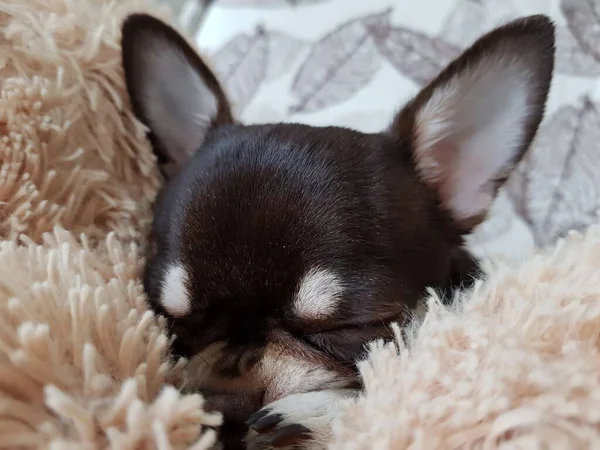 Chihuahua Puppy Sleeping Shaggy Blanket — Fotografia de Stock