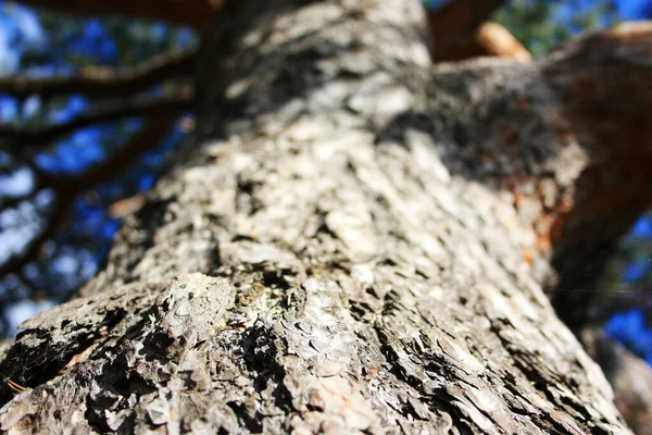 Bark Trunk Old Tree Bent — Foto de Stock