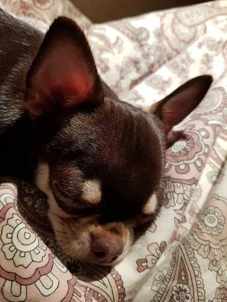 Chihuahua Κουτάβι Κοιμάται Μια Κουβέρτα — Φωτογραφία Αρχείου
