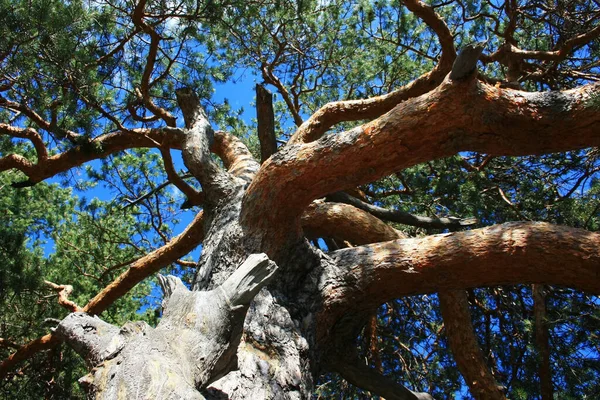 Rinde Stamm Eines Alten Geschwungenen Baumes — Stockfoto