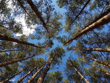Çam ağaçlarının gövdeleri mavi gökyüzüne doğru uzanıyor.