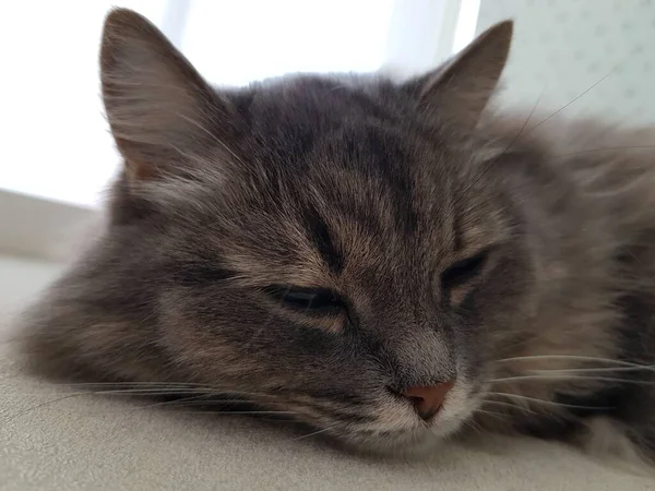 Chat Gris Poilu Couché Sur Fenêtre — Photo