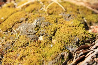 Sarı-yeşil yosun bir ağaç gövdesinde yetişir.