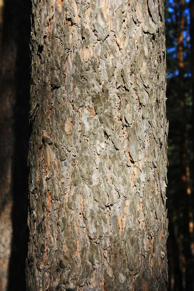 太陽に照らされた松の幹の上に樹皮 — ストック写真