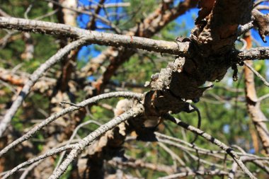 Kabuğu soyulmuş çam dalı