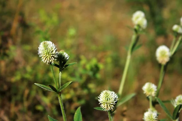 Flores Brancas Crescendo Prado Verde — Fotografia de Stock