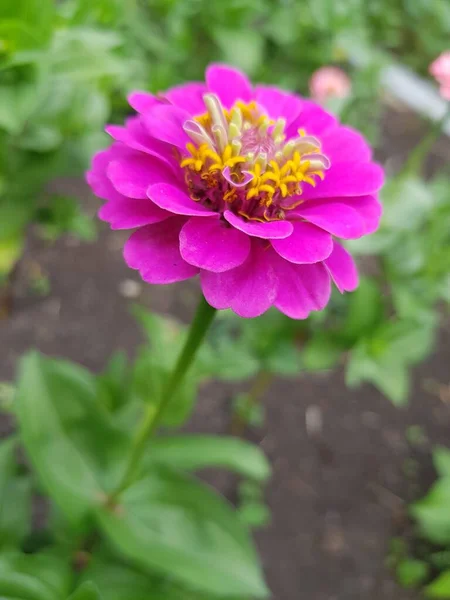 Flor Rosa Cresce Prado Verde — Fotografia de Stock