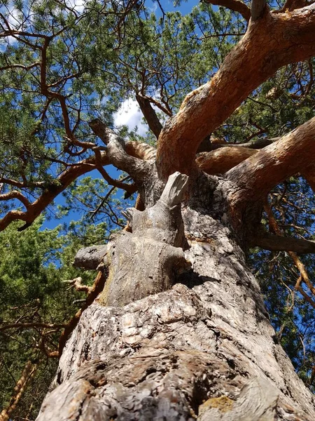 青い空のために木の幹が届く — ストック写真
