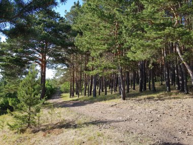 Ağacın gövdesi mavi gökyüzüne uzanır.