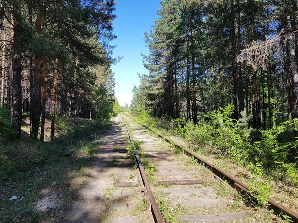 森の中の古い廃線 — ストック写真