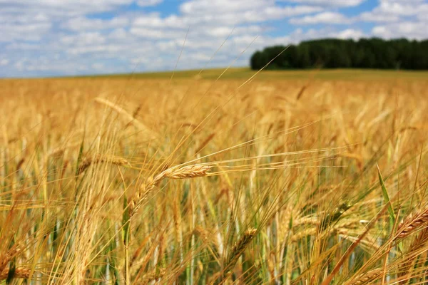 Жовті Вуха Пшениці Полі — стокове фото