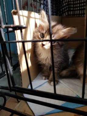 Kafeste oturan küçük tüylü kedi yavrusu