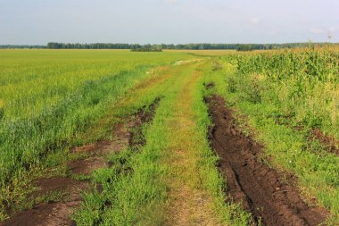 Yeşil tarlada toprak yol