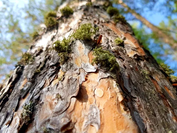 Tronco Del Árbol Cubierto Con Verde —  Fotos de Stock